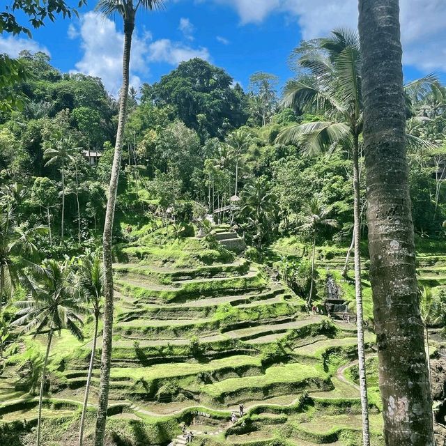 Wonderful rice terraces in Bali