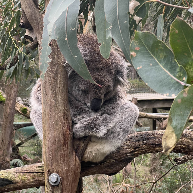  เมลเบิร์นไหนดี? Koala Censervative center 🐨🌳✨