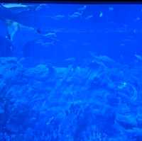 水族館主題高級餐廳🐟🐠邊食邊睇魚😍午餐美食分享👍