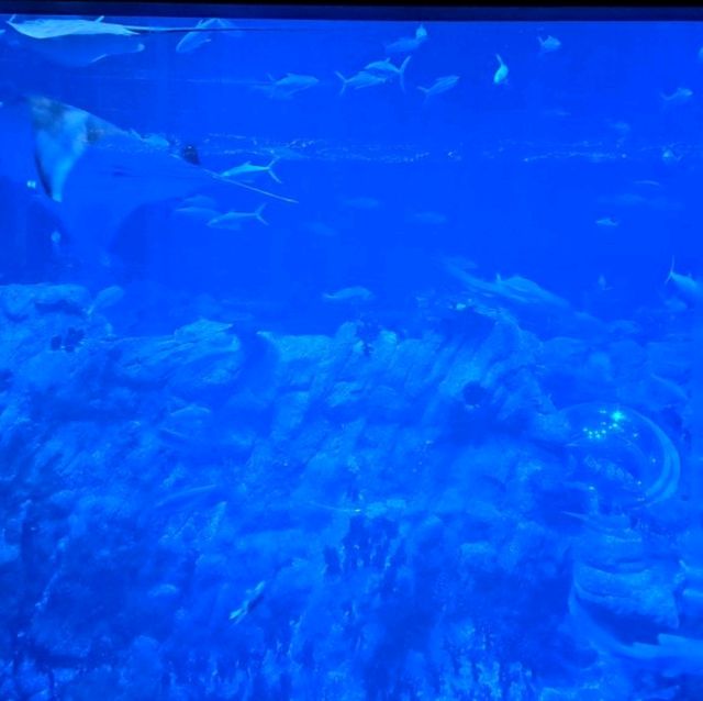 水族館主題高級餐廳🐟🐠邊食邊睇魚😍午餐美食分享👍