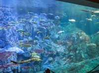 【大分県】 動物と"なかよくなる"水族館「大分マリーンパレス水族館うみたまご」🐬