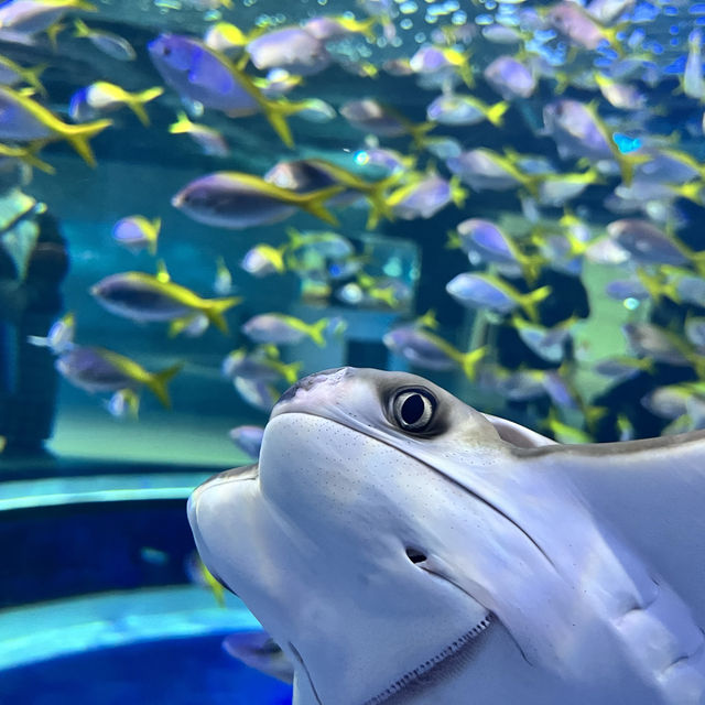 你絕對不能錯過的超強互動水族館！