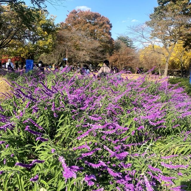 今が見ごろ！昭和記念公園かたらいのイチョウ並木🌲