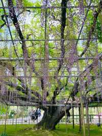 【栃木県/あしかがフラワーパーク】2023年行ってよかった！園内を彩る藤の花