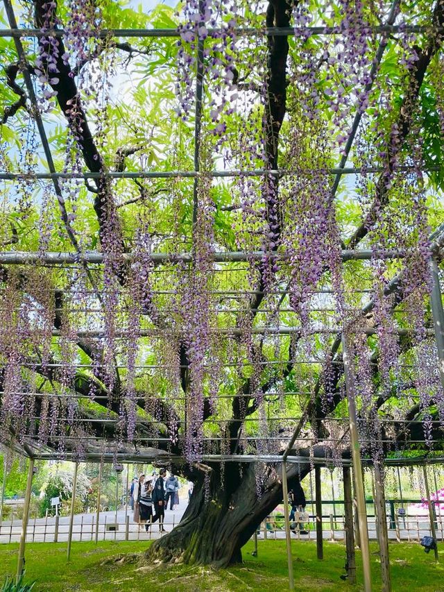 【栃木県/あしかがフラワーパーク】2023年行ってよかった！園内を彩る藤の花