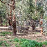 Open Range Zoo at Werribee, Australia