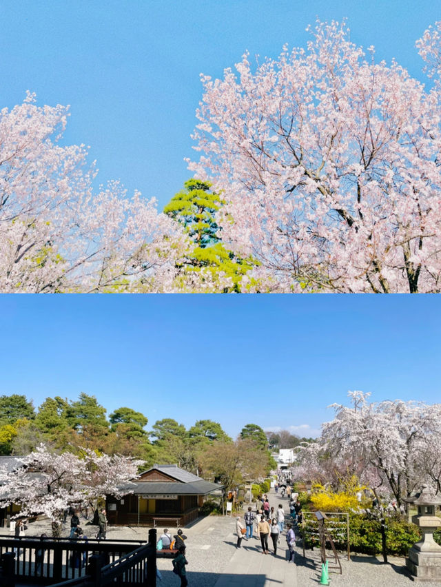 【長野】1生に1度お参りするだけで極楽往生が叶うと言われるパワースポット！善光寺🕊🐮