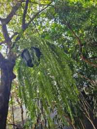 Fern Forest Cafe เชียงใหม่