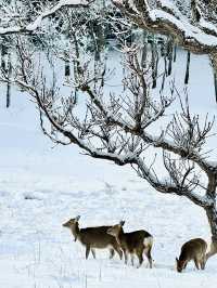 Shiretoko National Park in winter