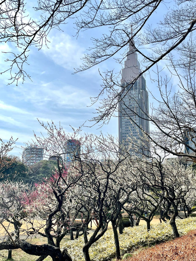 【新宿御苑/東京都】庭園と花が楽しめる場所