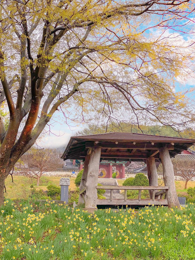 벚꽃+수선화 조합으로 벚꽃 막차타기🌸♥