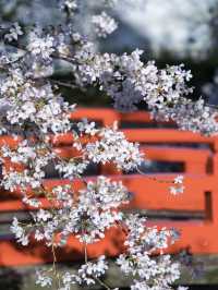 【京都×桜】本当は教えたくない🙅京都駅から徒歩圏内の穴場の桜スポット🌸