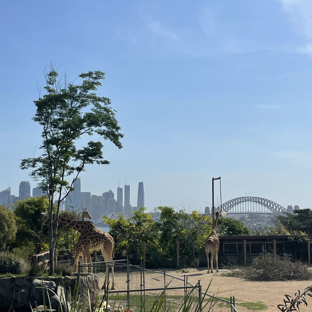 Taronga zoo Sydney
