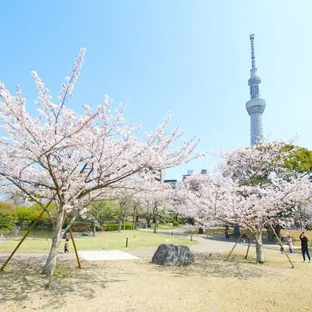 隅田公園で満開の桜