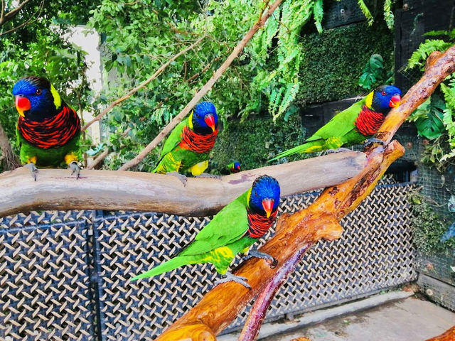 Cebu Ocean Park Cebu Ocean Park