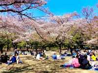 Cherry Blossoms Garden 