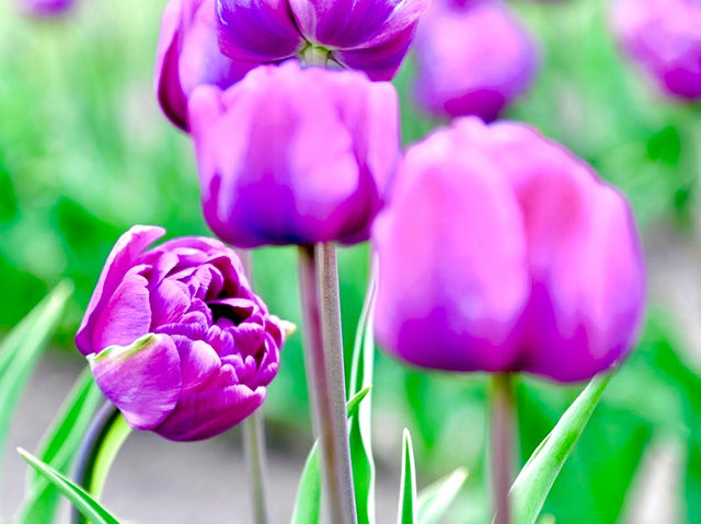 Kamiyubetsu Tulip Park