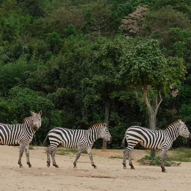 【曼谷野生動物世界：獨一無二的自然樂園！動物園推介】