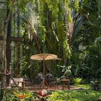 MiVana Organic Forest Coffee