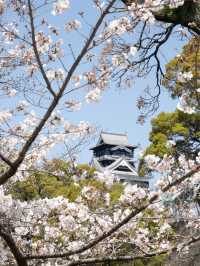 🇯🇵อัพเดต Kumamoto ซากุระบานแล้วน้า🌸