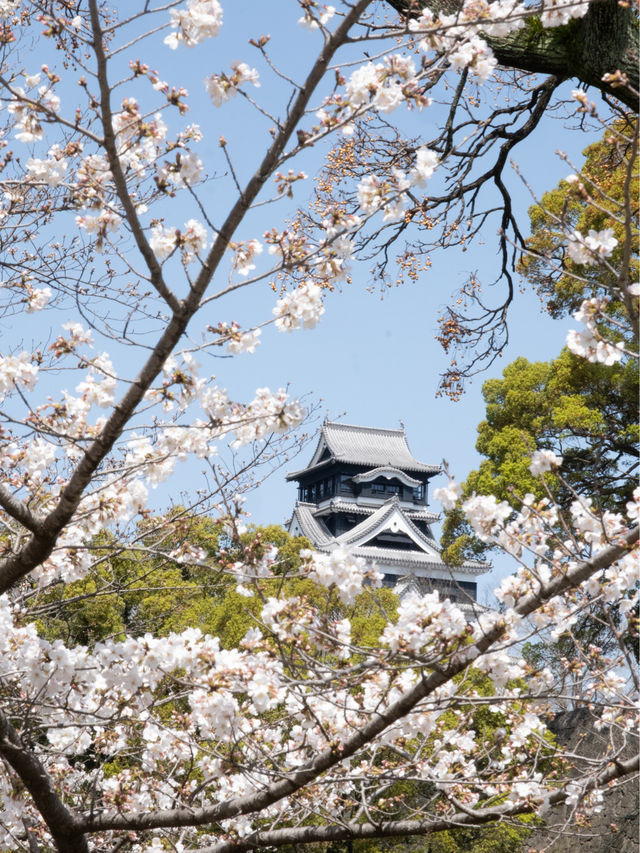 🇯🇵อัพเดต Kumamoto ซากุระบานแล้วน้า🌸