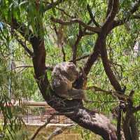Wild Wonders: A Day at Perth Zoo