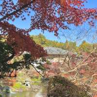 成田公園的秋天