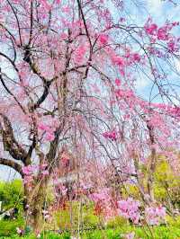 【清水観音堂/東京都】桜咲く季節に訪れてみた
