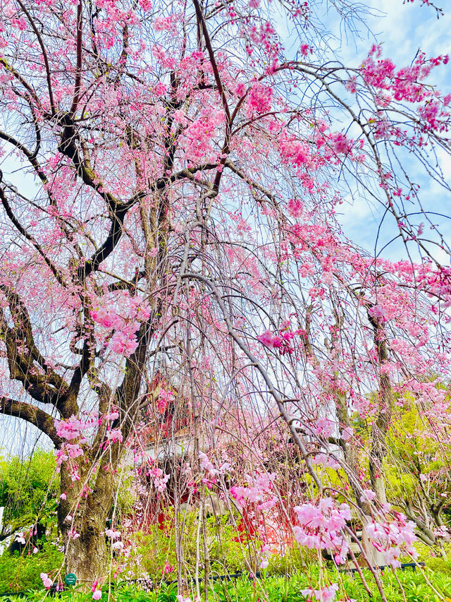 【清水観音堂/東京都】桜咲く季節に訪れてみた