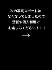関東　夜桜写真スポット4選