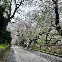 【名古屋城】雨模様の名古屋城と桜🌸