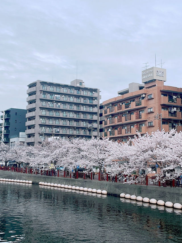 【横浜】サクラの名所/大岡川🌸✨