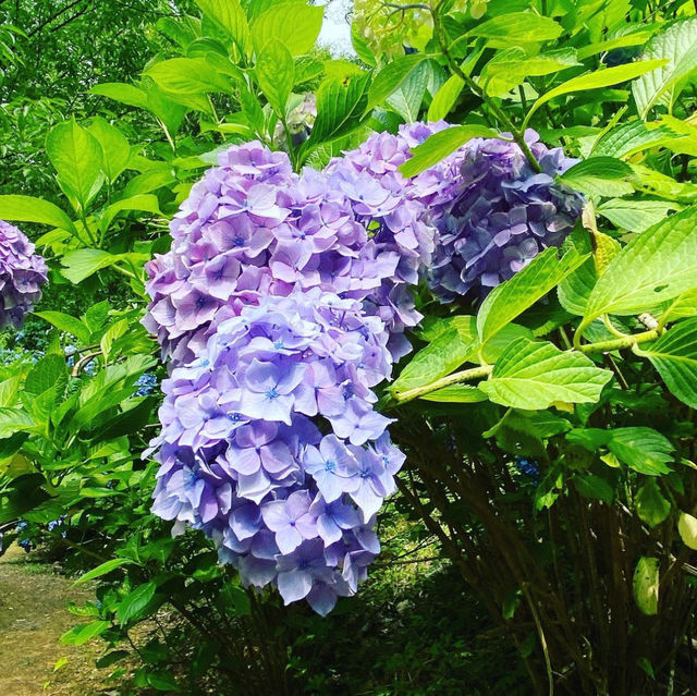 みのかも健康の森