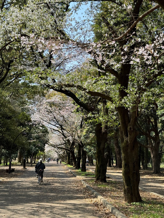 東京賞櫻好去處🌸 光之丘公園🌻🌱🌲