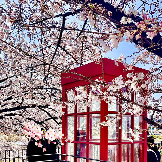 남들보다 빠르게 벚꽃볼 수 있는 청주 벚꽃명소🌸