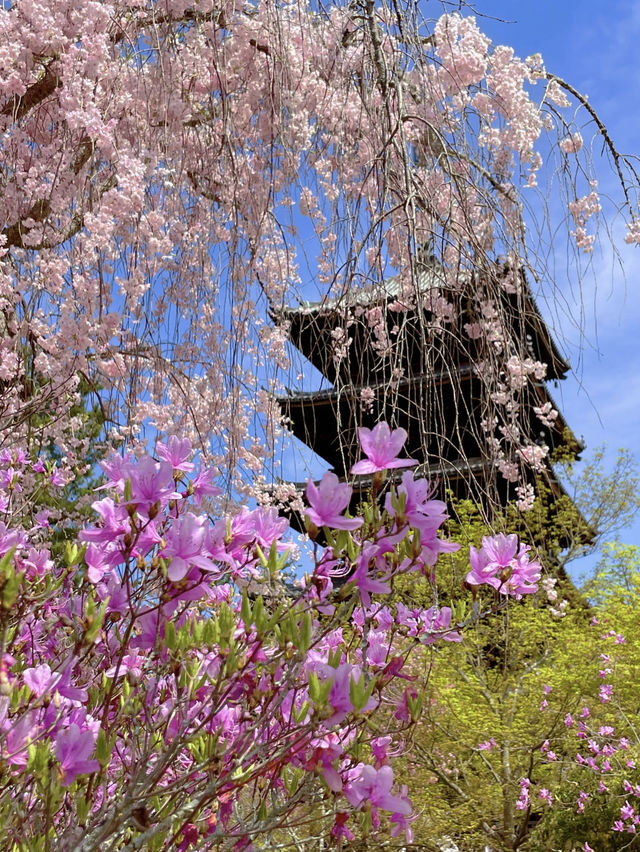 一度は見たい遅咲き桜🌸京都仁和寺🌸