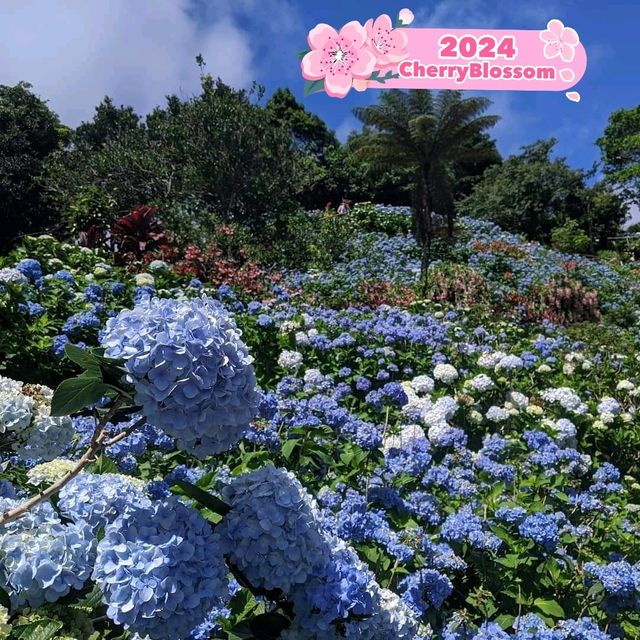 🌼 Folwering at Hydrangea Park 🇯🇵