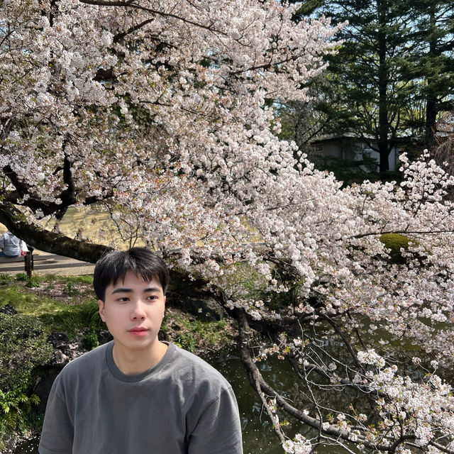 新宿御苑 | 東京市中心的綠洲秘境 🌸