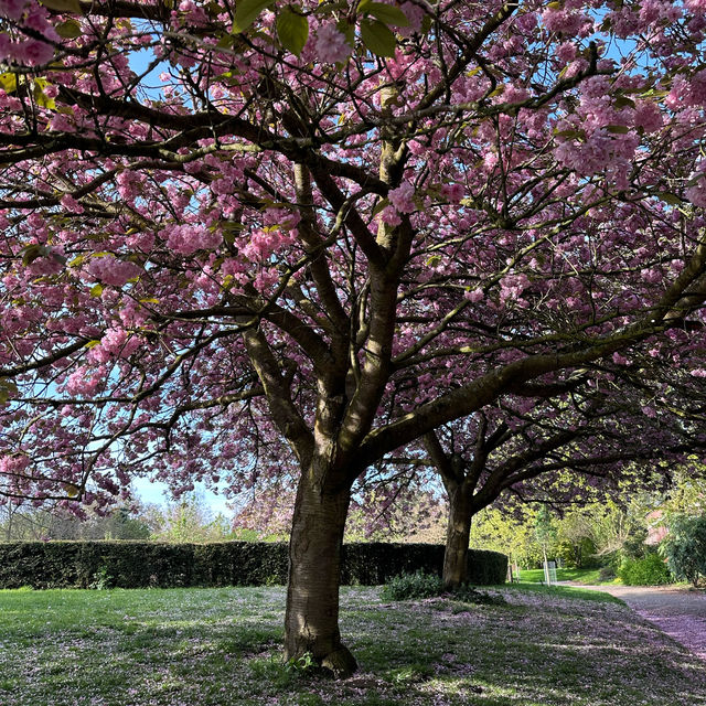 Spring time in the Arboretum Park