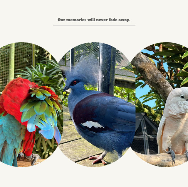 新加坡飛禽公園：奇幻鳥語仙境，無限魅力