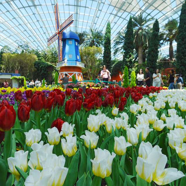 新加坡之有得嘆冷氣既Flower Dome🌷