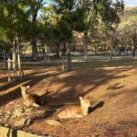 【吉隆坡】鹿園：野生動物與大自然的完美結合，讓您親近奇珍異景