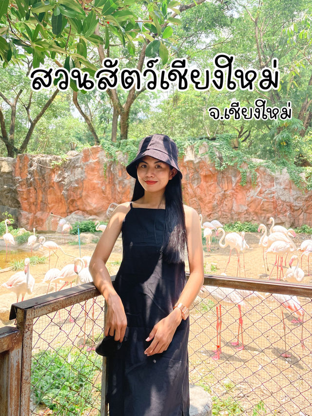 ไปดูสัตว์ที่สวนสัตว์เชียงใหม่