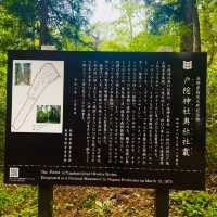 【長野県/荘厳な雰囲気のある樹齢約400年以上の杉並木🌲に木漏れ日が差し込む美しい風景✨】