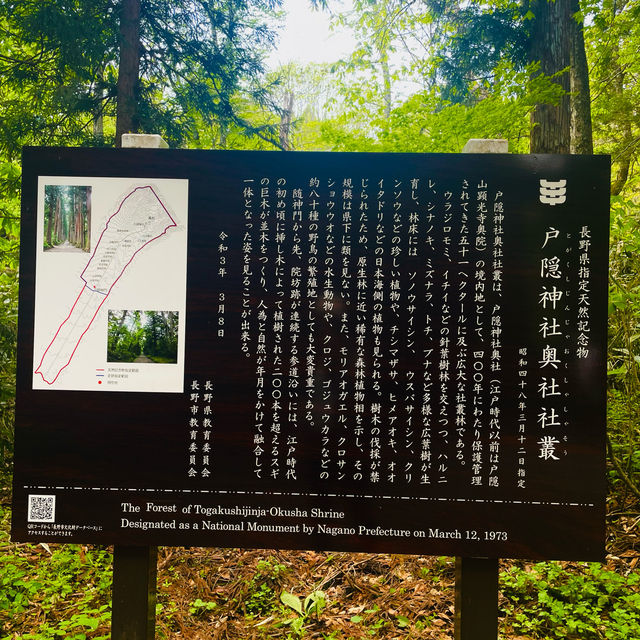 【長野県/荘厳な雰囲気のある樹齢約400年以上の杉並木🌲に木漏れ日が差し込む美しい風景✨】