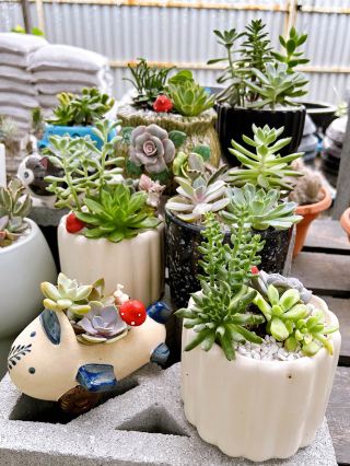 AGRO Nursery Landscape & Supply