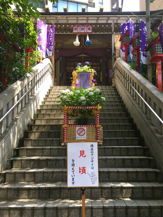 【集財祭/東京都】境内にあふれる見頃の紫陽花