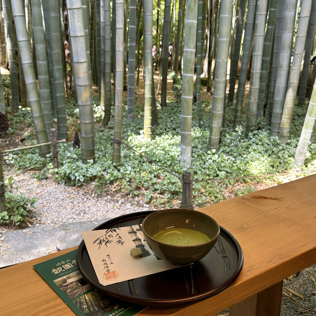 일본 가마쿠라 대나무숲 전통 다도 체험 🍵