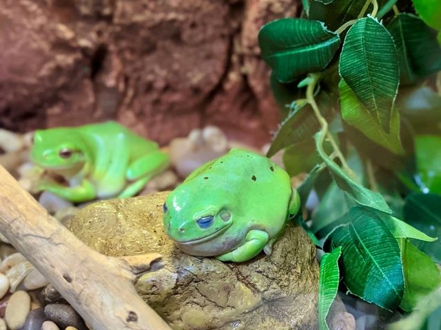 Alice Springs Reptile Centre