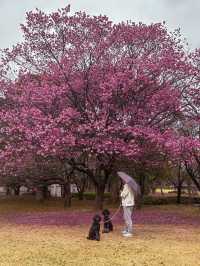 Hidden sakura park away from the Tokyo crowds